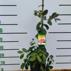Guava jahodová (Psidium cattleianum)  ´CATTLEY´ výška: 40 - 60 cm, kont. C10L